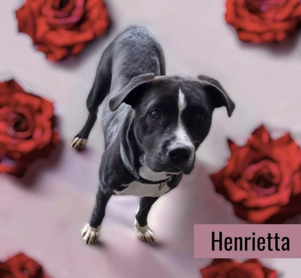 Henrietta