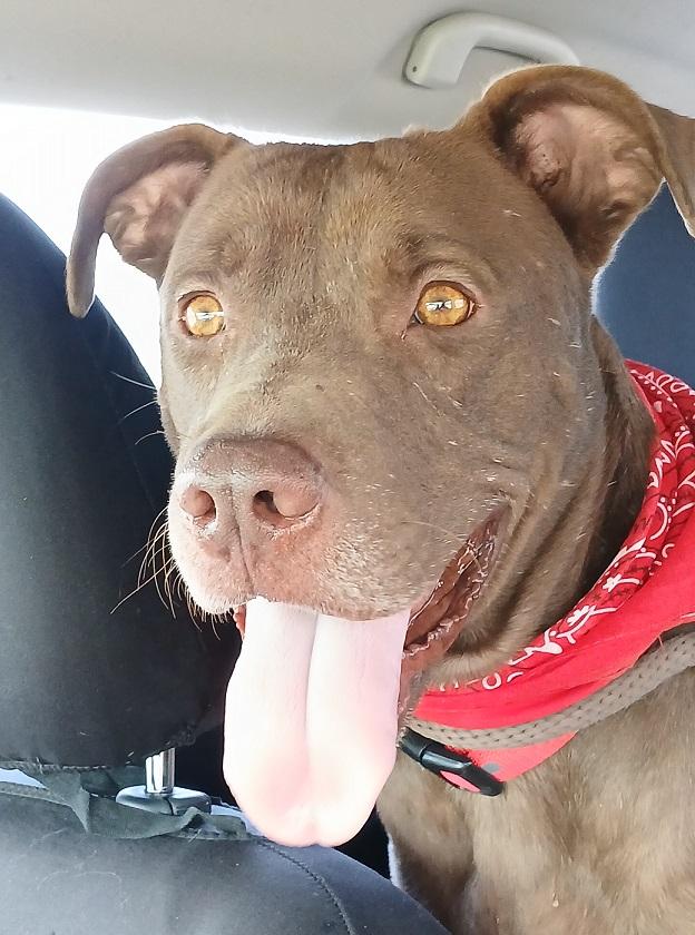 Brownie Super Sweet photo 1