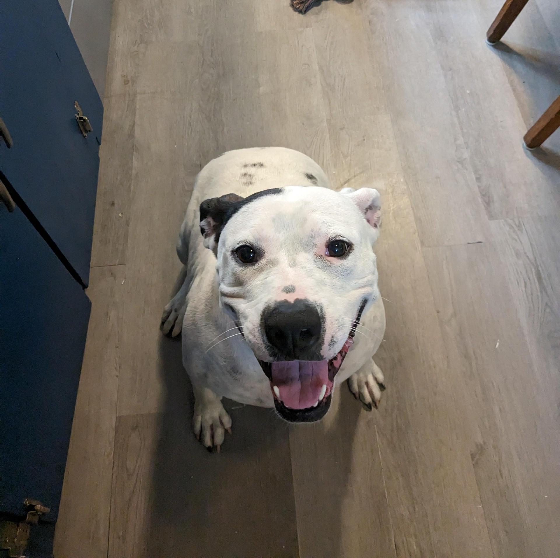 A young large-sized female White / Cream Pit Bull Terrier dog named Shelby for adoption in Zuni, VA