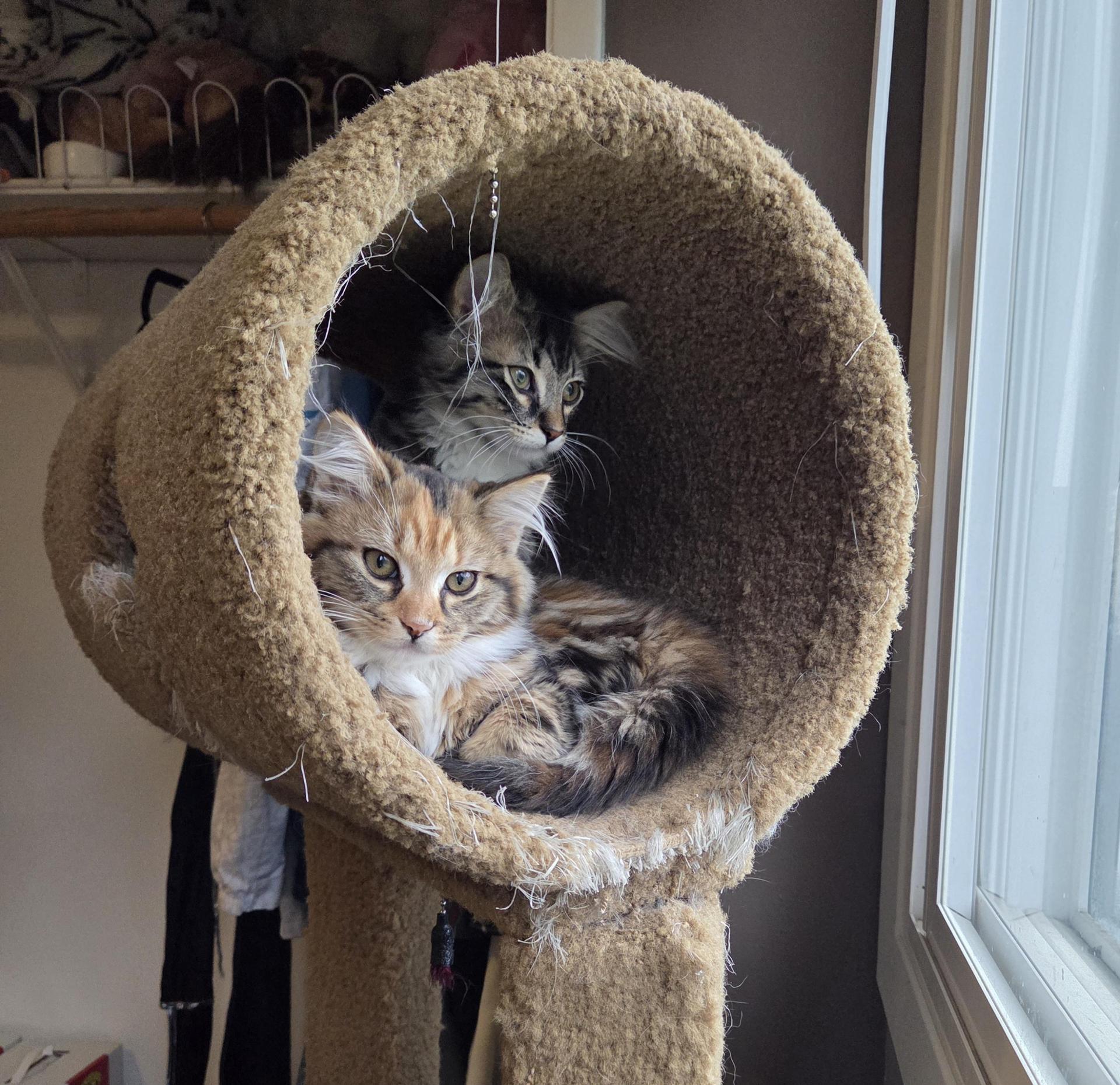 Meet Labubu & Fiona photo 1