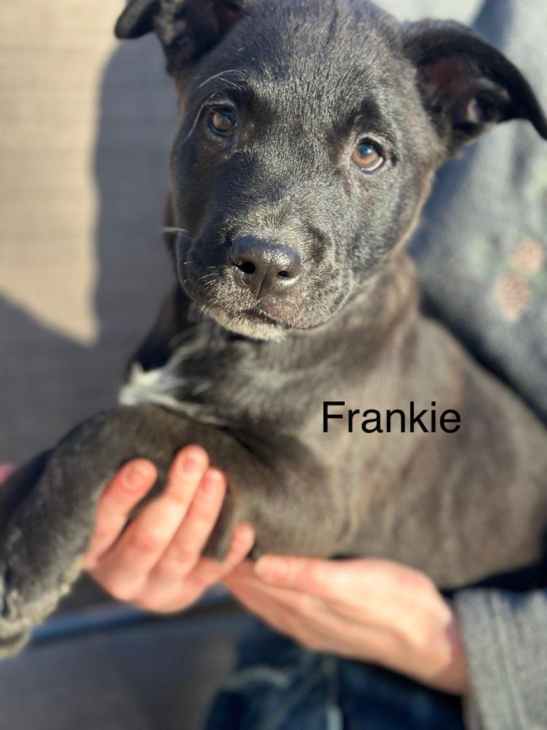 Frankie