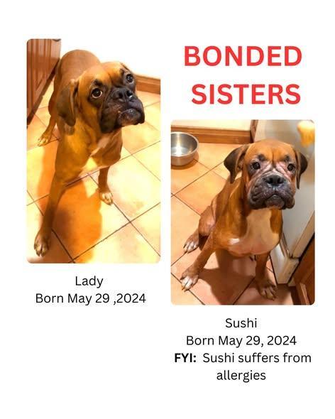 Several Boxers In Need