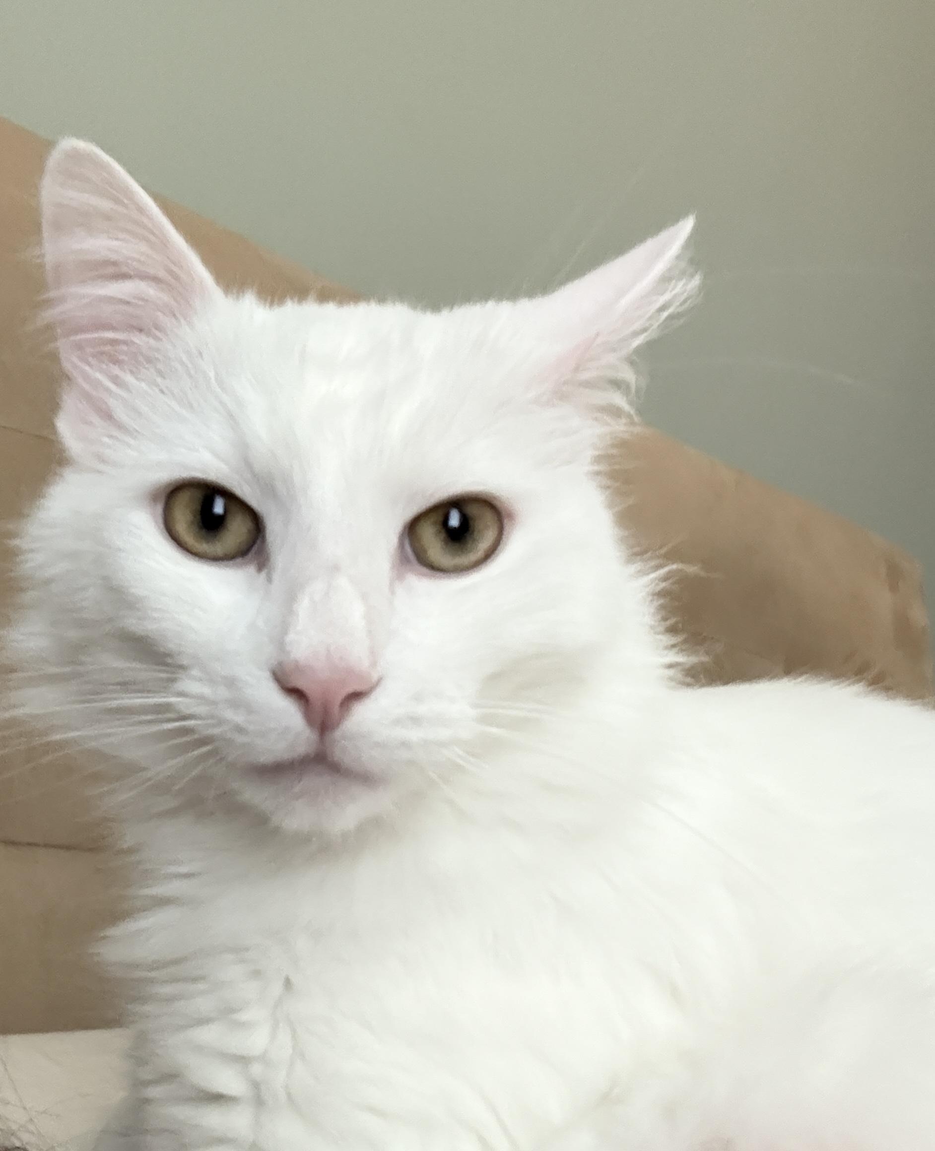 Haku An Only photo 1