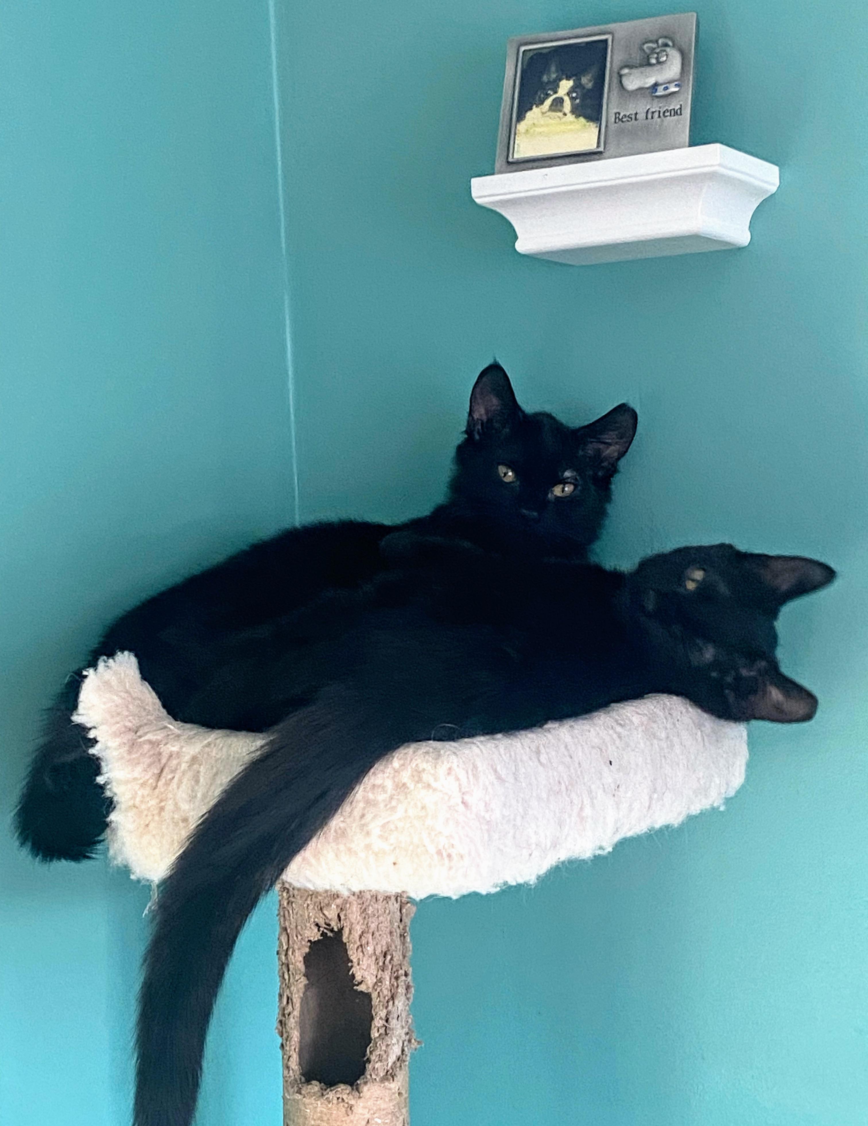 Tux And Toby
