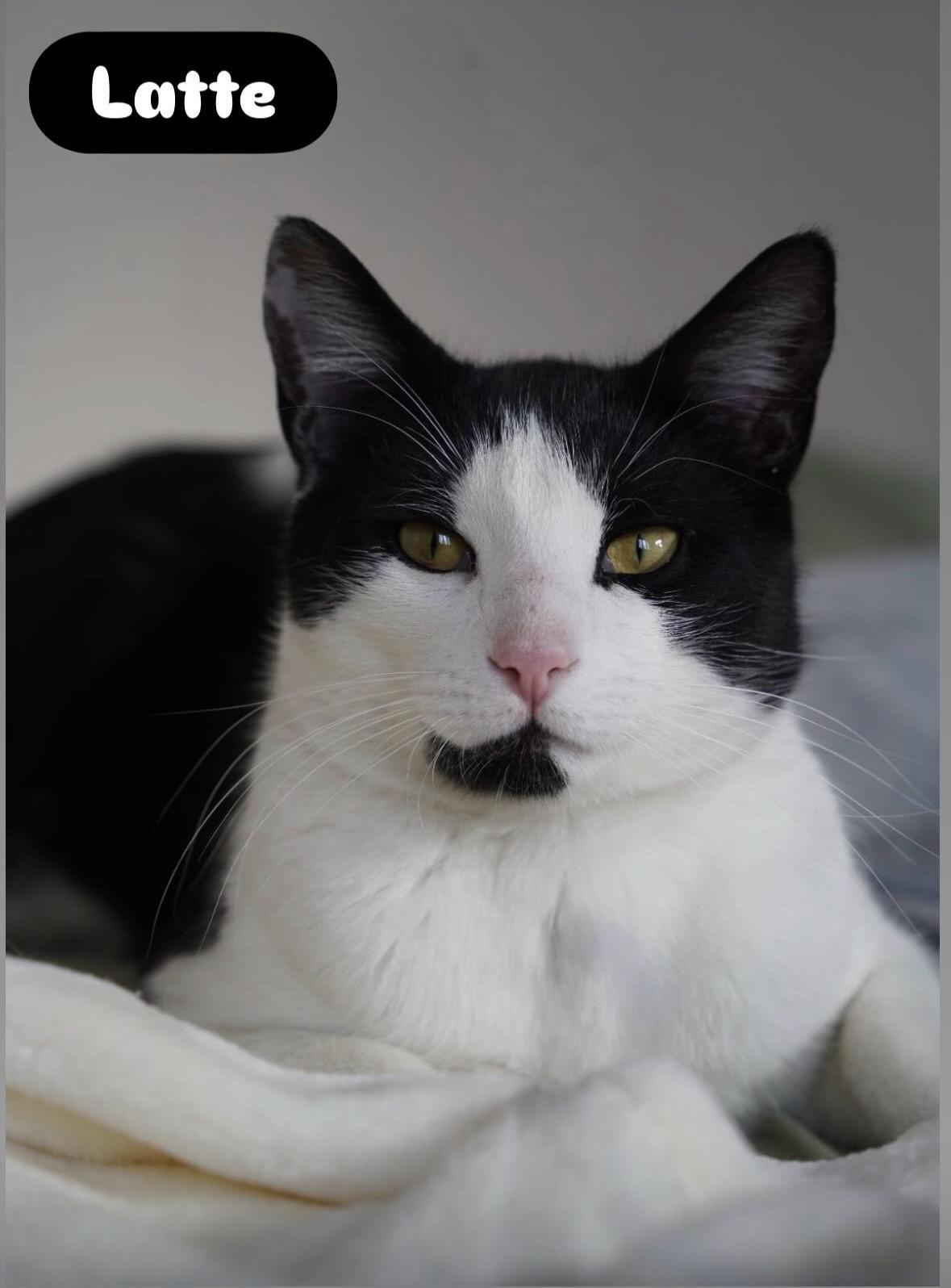 Latte