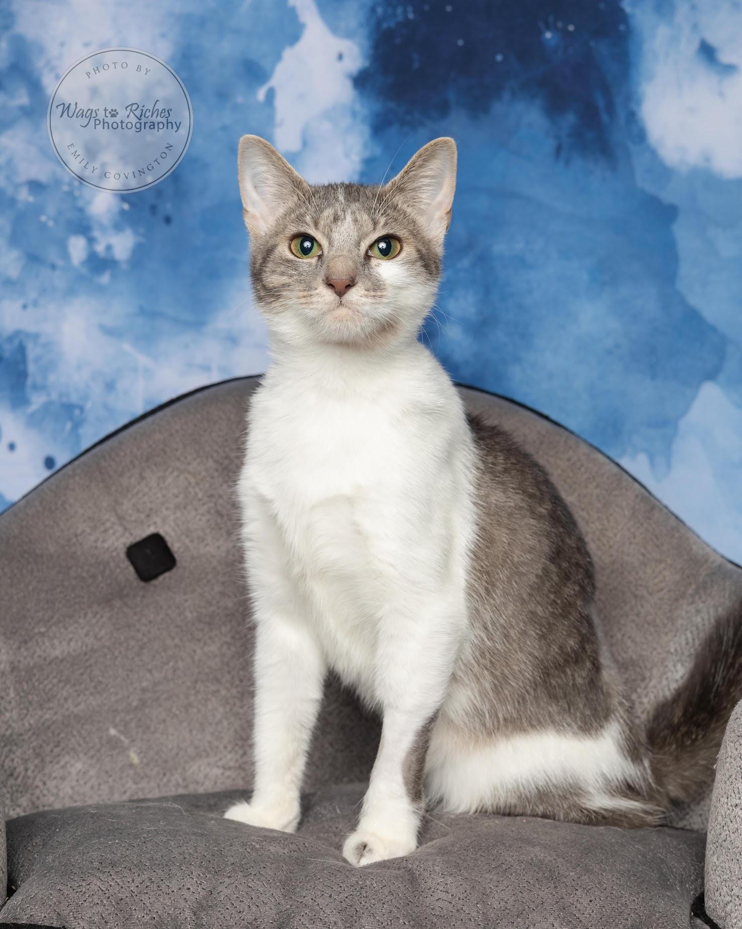 A young medium-sized female White Domestic Short Hair cat named Treslegge Tri Pod for adoption in Tuscaloosa, AL