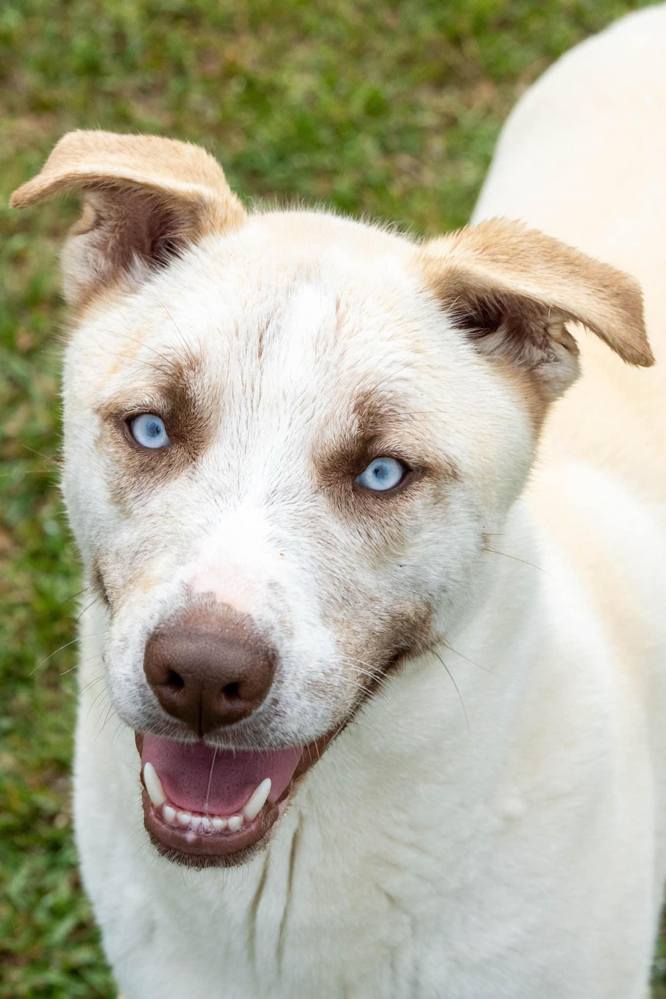 An adult medium-sized male White / Cream Mixed Breed dog named Teddy for adoption in Myrtle Beach, SC