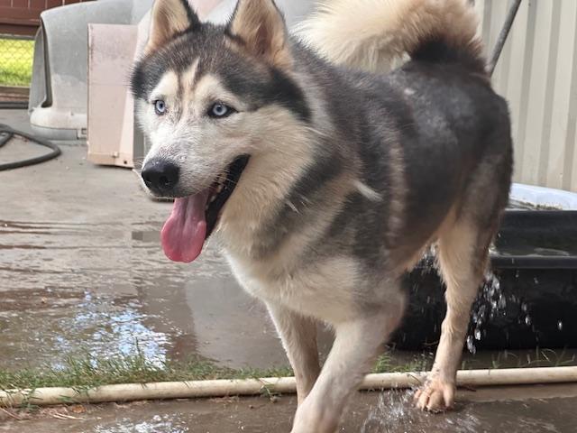 An adult medium-sized male Siberian Husky dog named Koda for adoption in Sumter, SC