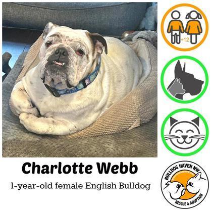 An adult medium-sized female White / Cream English Bulldog dog named Charlotte Webb for adoption in Bonney Lake, WA