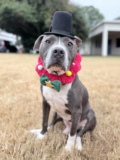 A senior large-sized male Mixed Breed dog named Nos for adoption in Atlanta, GA