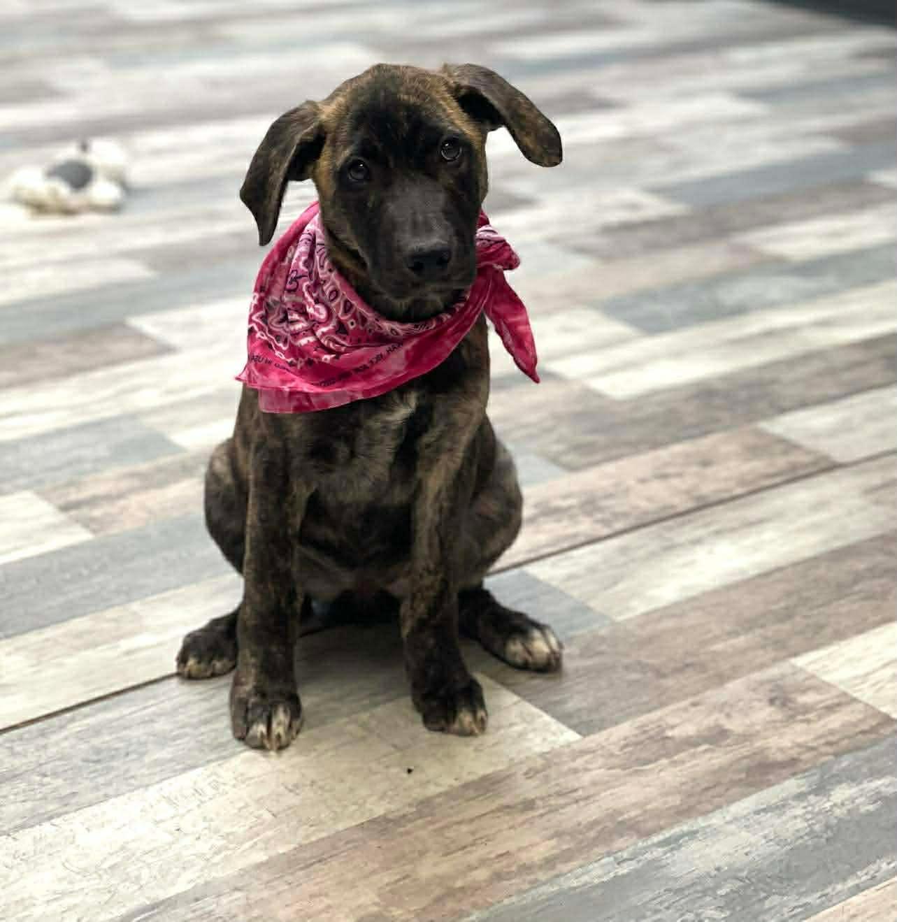 Lady The Shepherd Mix