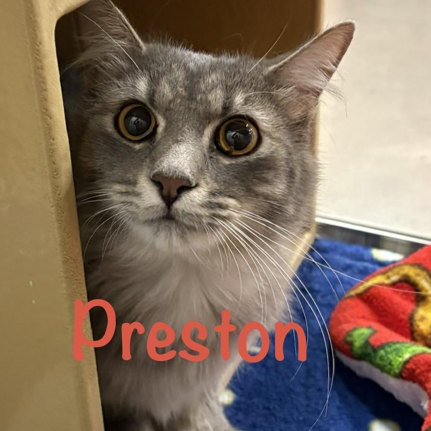 Preston