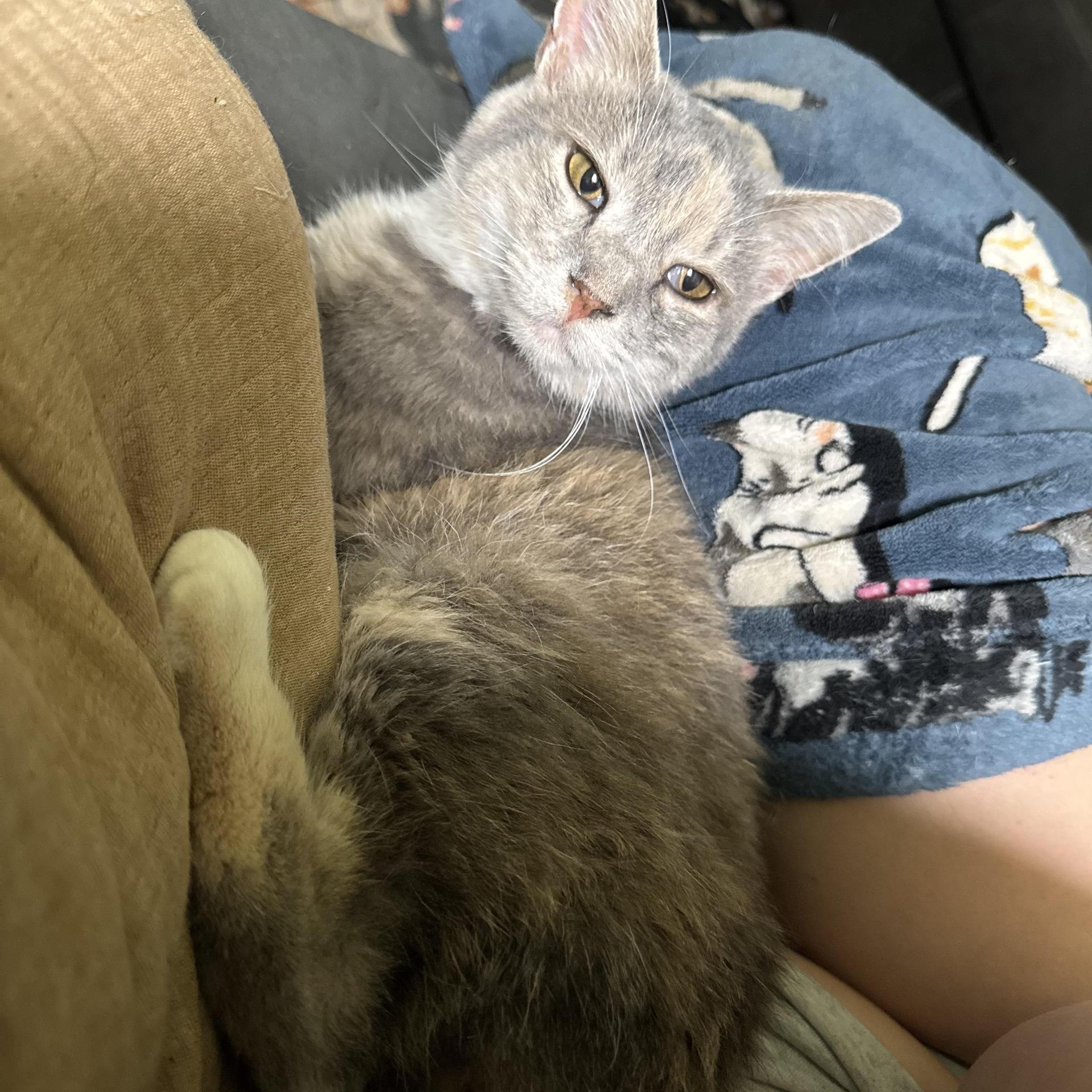 An adult medium-sized female Domestic Short Hair cat named Nellie for adoption in Campbellsville, KY