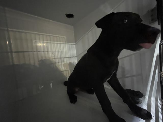 A young medium-sized female Labrador Retriever dog named Paige for adoption in Houston, TX
