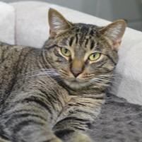 An adult large-sized male Black Domestic Short Hair cat named Spicy Enchilada for adoption in Rapid City, SD