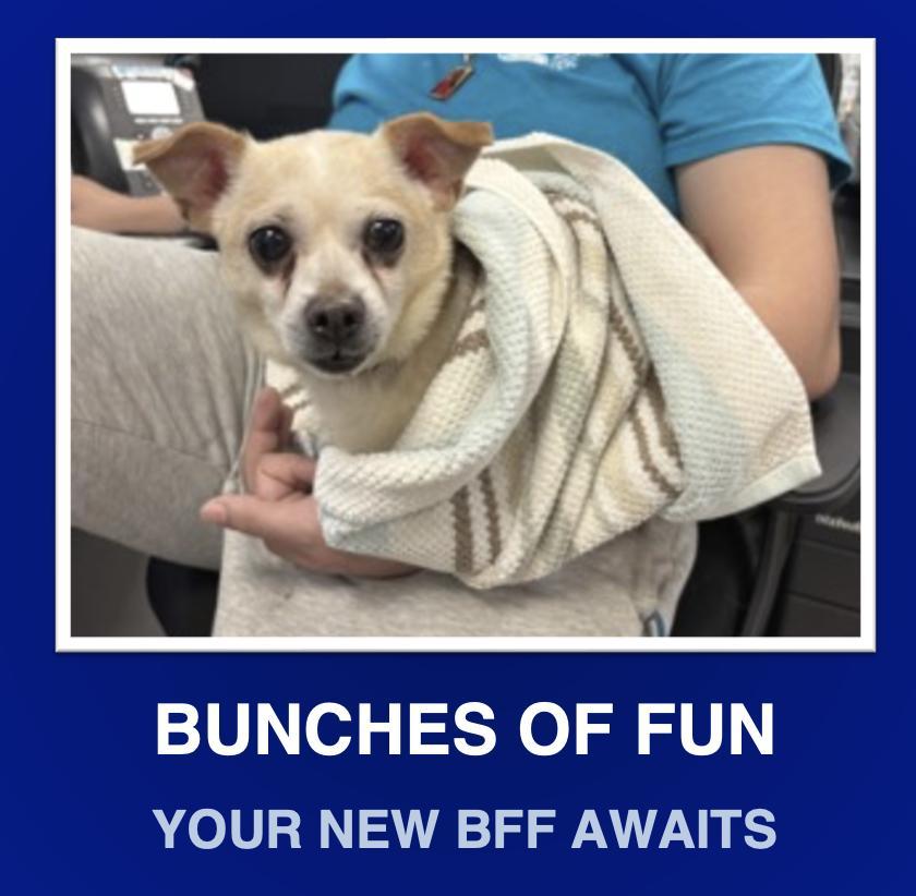 A young small-sized male White / Cream Chiweenie dog named Bear for adoption in Morrisville, PA