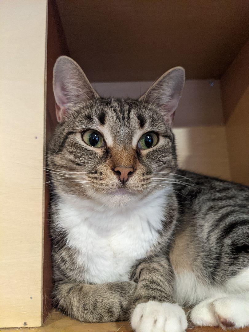 Koala Aka Jackjack Aka