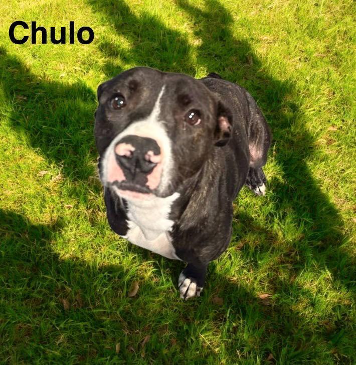 Chulo