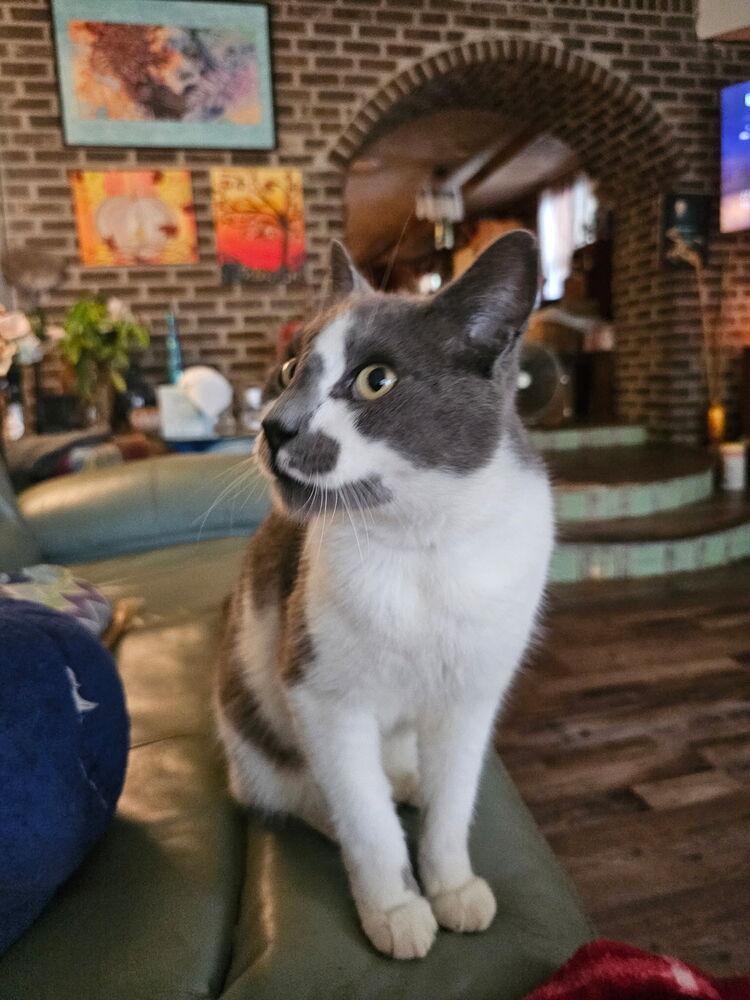 Meekopetsmart Laurens Road