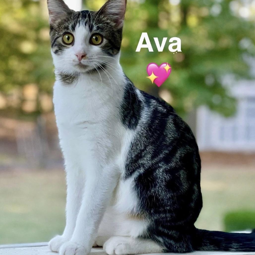 A young small-sized female White Domestic Short Hair cat named Ava for adoption in Peachtree City, GA