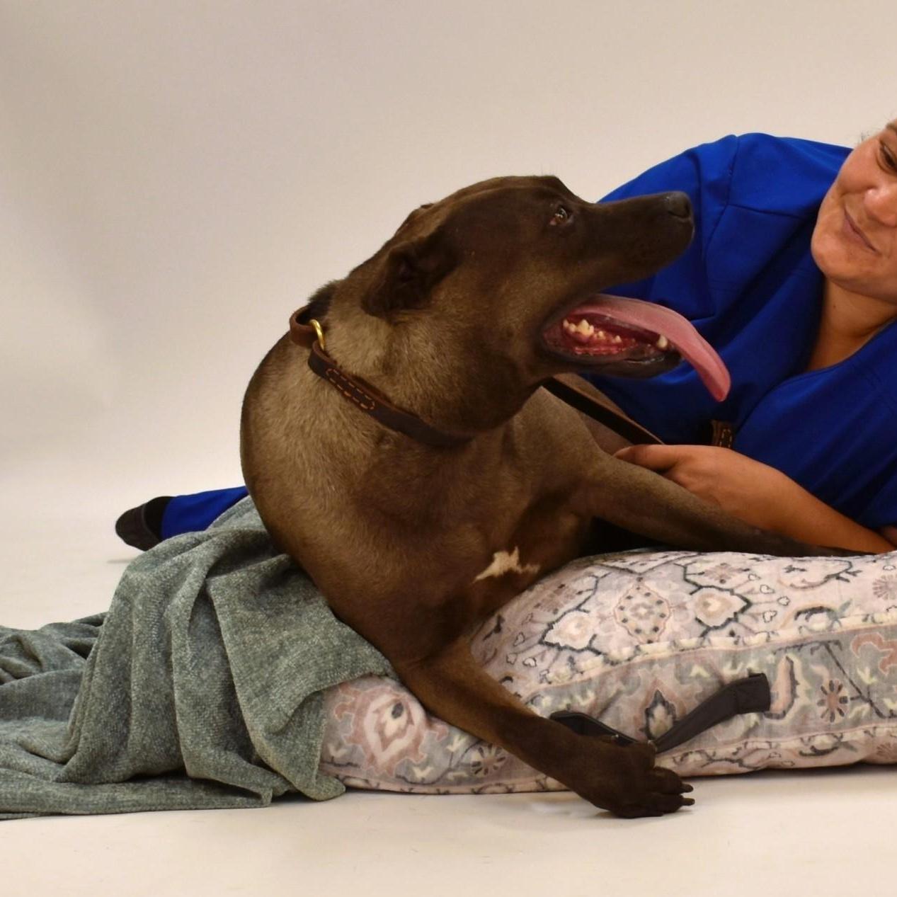 A young large-sized female Brown / Chocolate Terrier dog named Sylvie for adoption in Wharton, TX