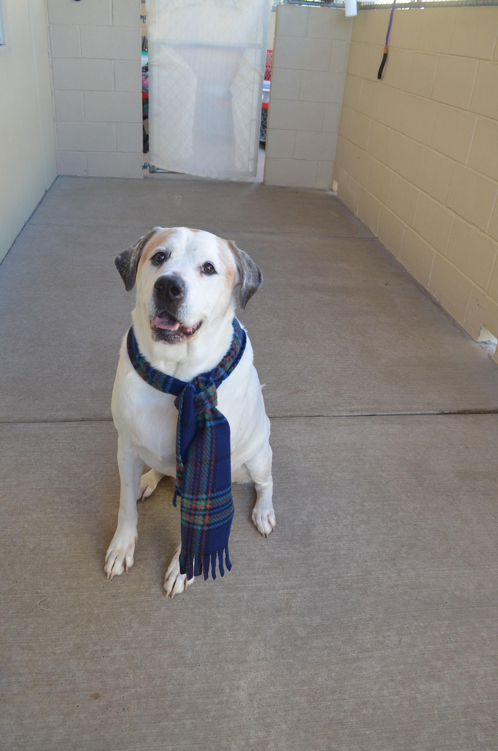 An adult large-sized male Labrador Retriever dog named Milo for adoption in McKinney, TX