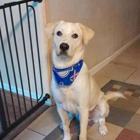 A young large-sized male Yellow / Tan / Blond / Fawn Labrador Retriever dog named Dash for adoption in Conroe, TX