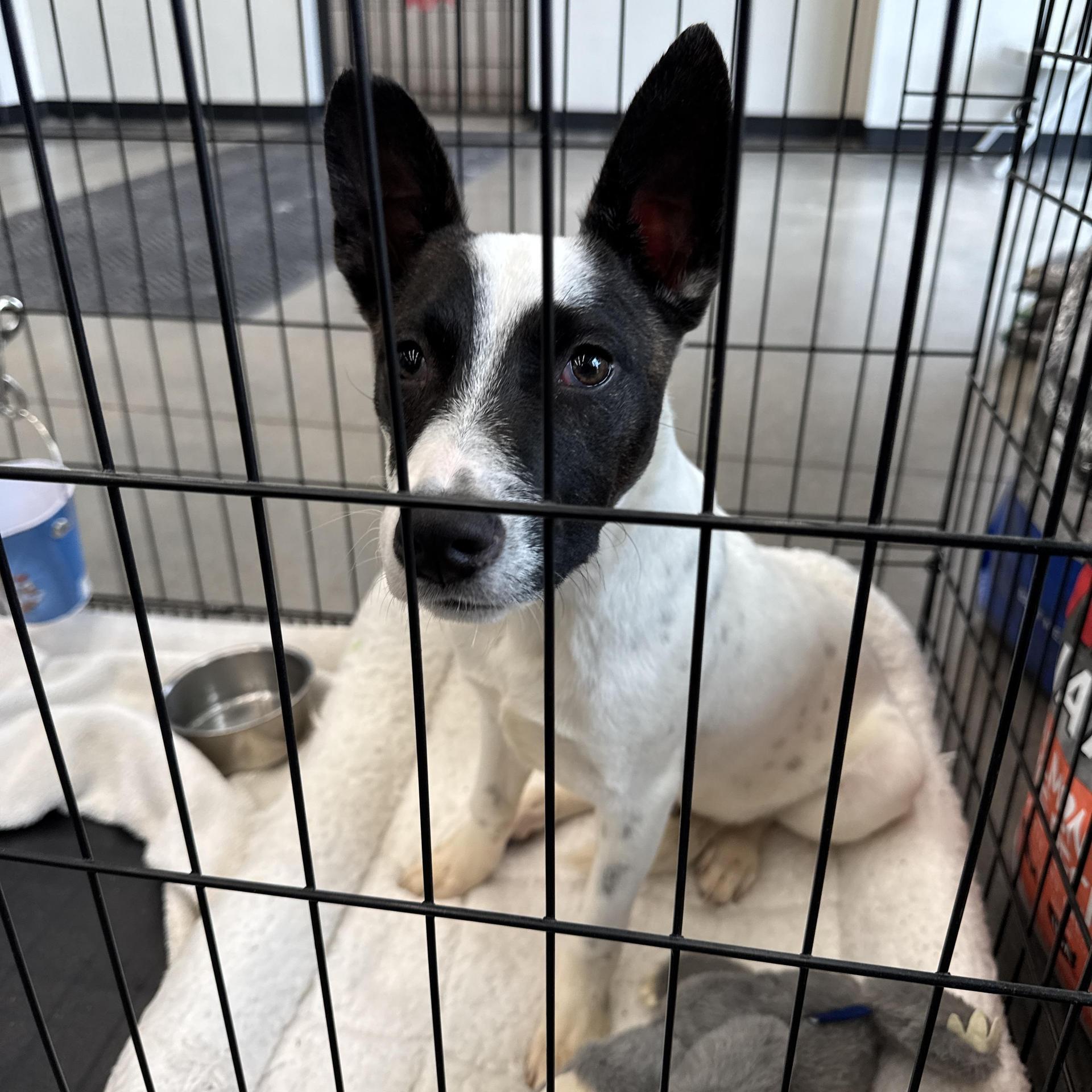 A baby medium-sized male Bull Terrier dog named Sonic for adoption in Haslet, TX