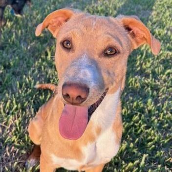 A young medium-sized male Yellow / Tan / Blond / Fawn Terrier dog named Oliver Pc for adoption in Goliad, TX