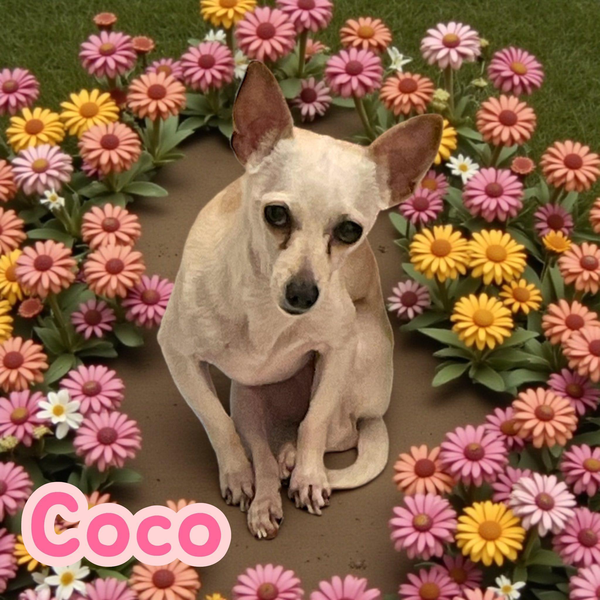 Coco Sc