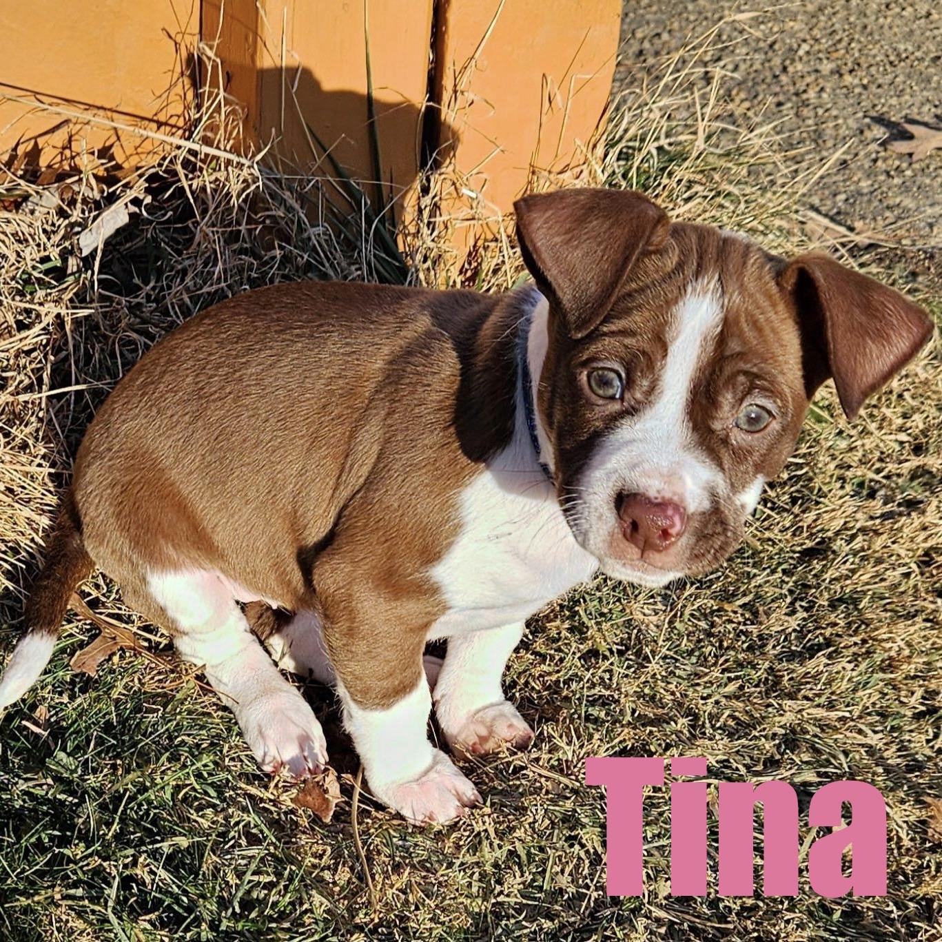 Tina