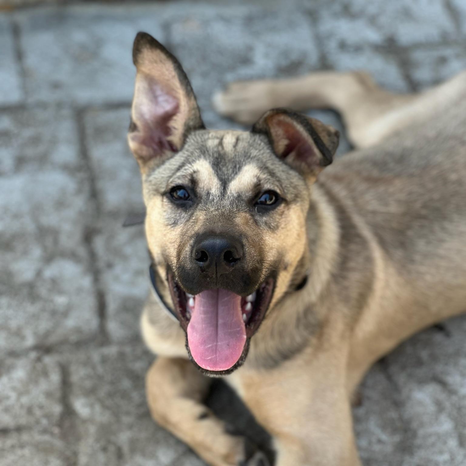 A baby large-sized male Bicolor German Shepherd Dog dog named Knox for adoption in Houston, TX