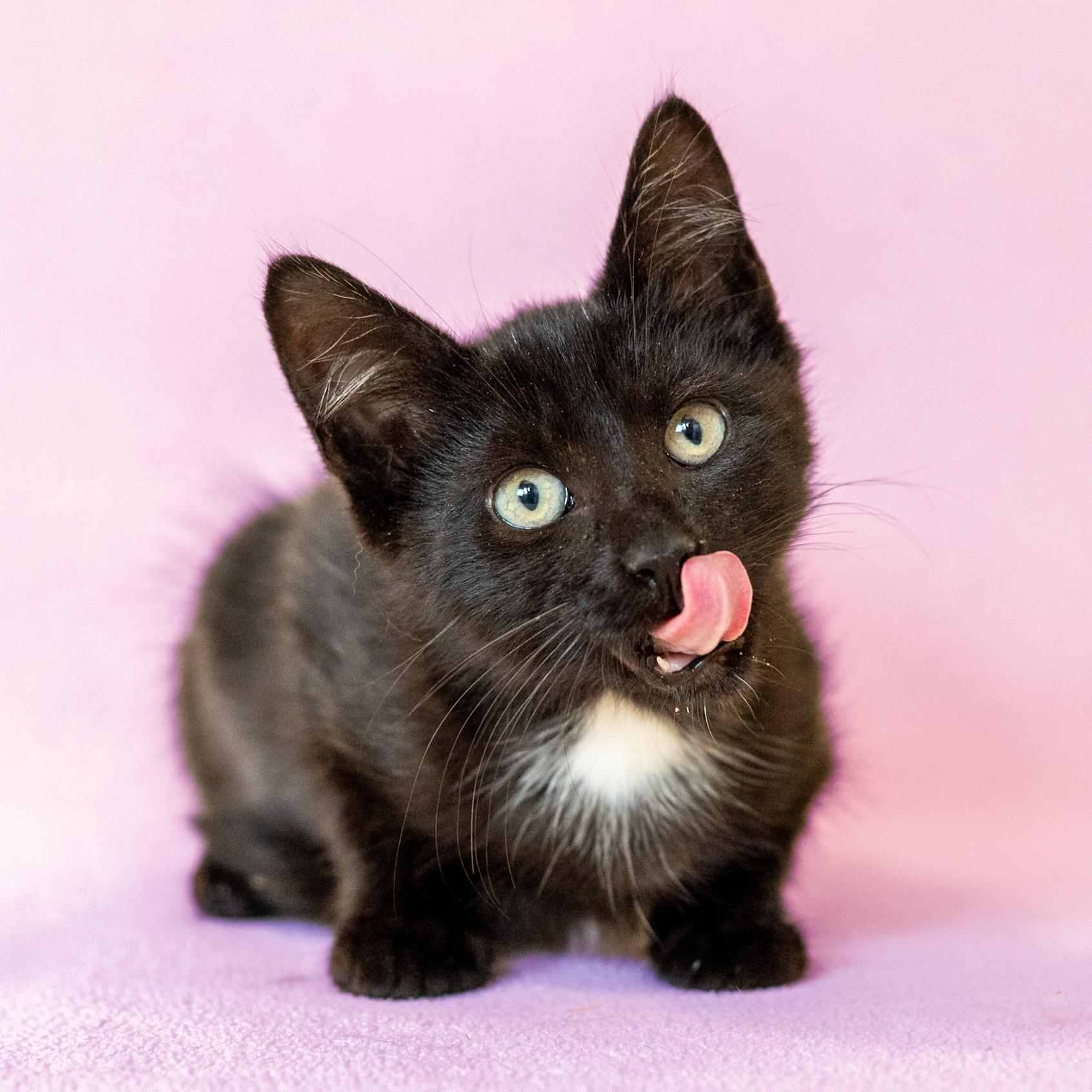 A baby small-sized male Domestic Short Hair cat named Rolo for adoption in North Babylon, NY