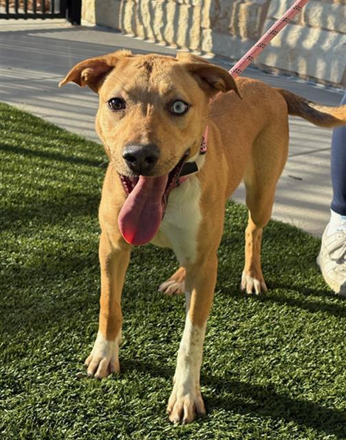 A baby small-sized female Pit Bull Terrier dog named Taffy for adoption in Baytown, TX