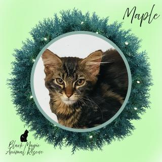 Maple