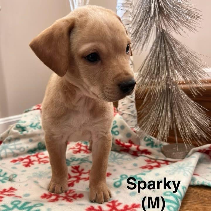 Sparky