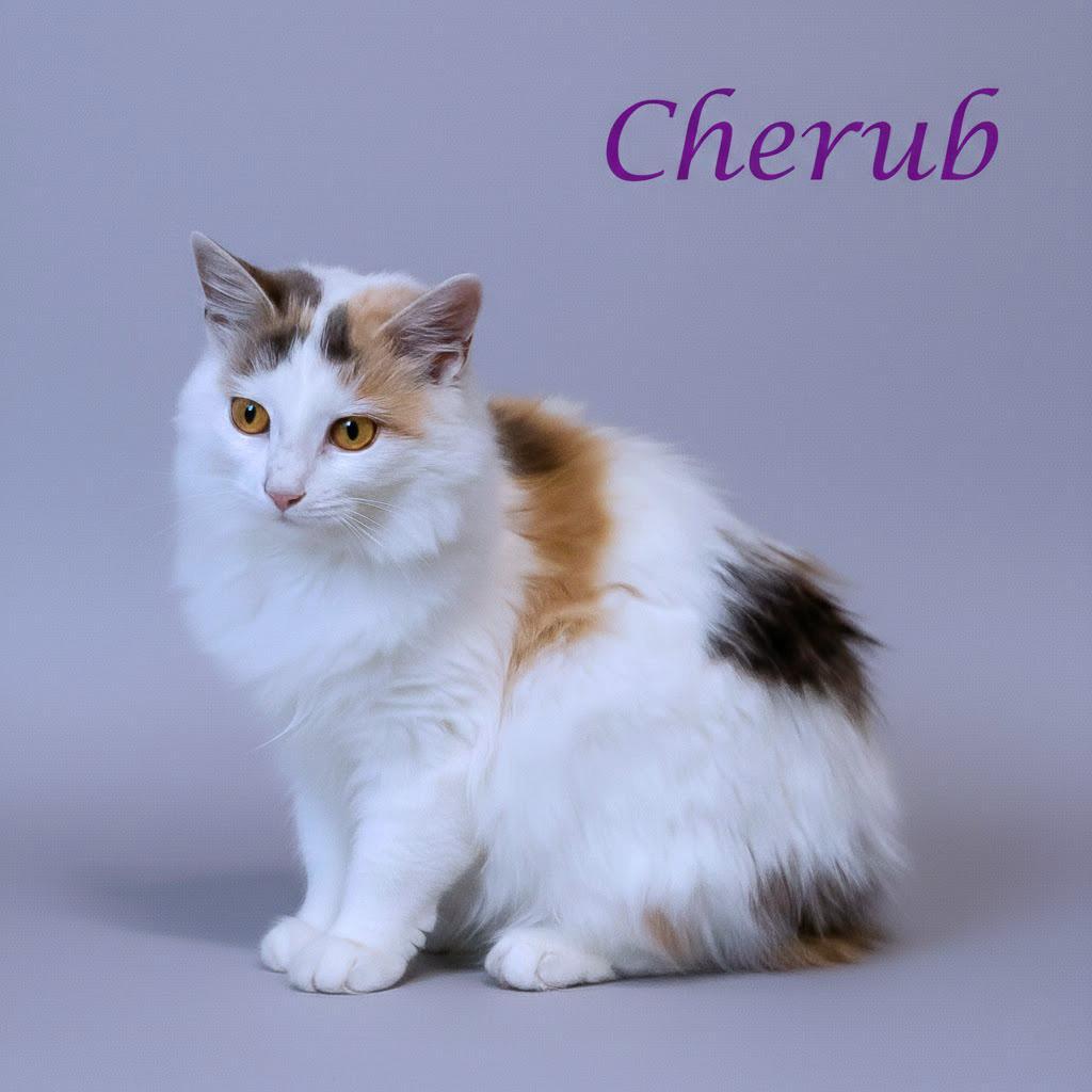 Cherub C