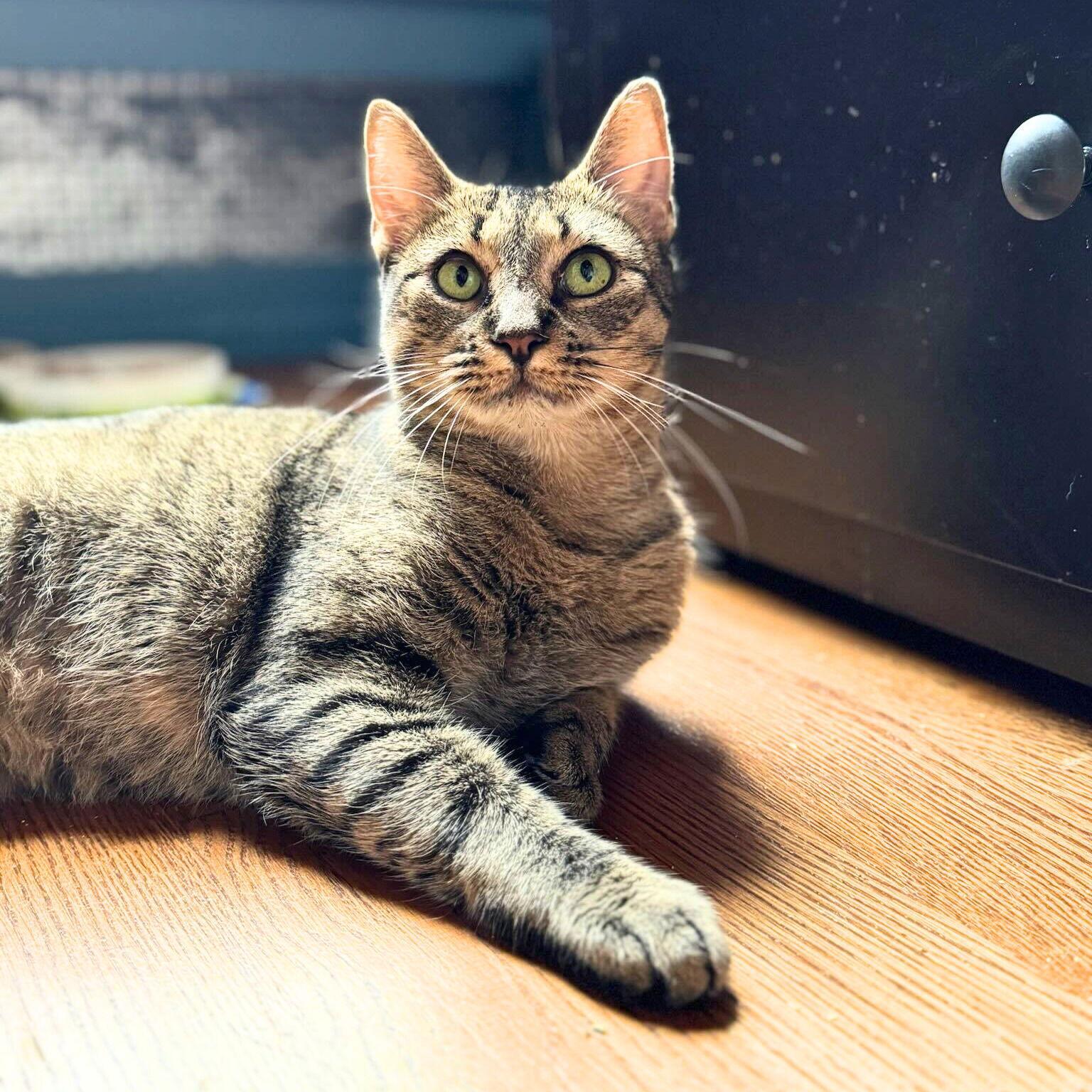 Lady Lovibond Pelham