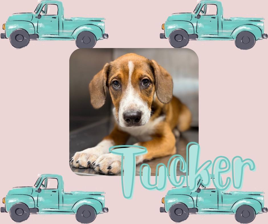 Tucker