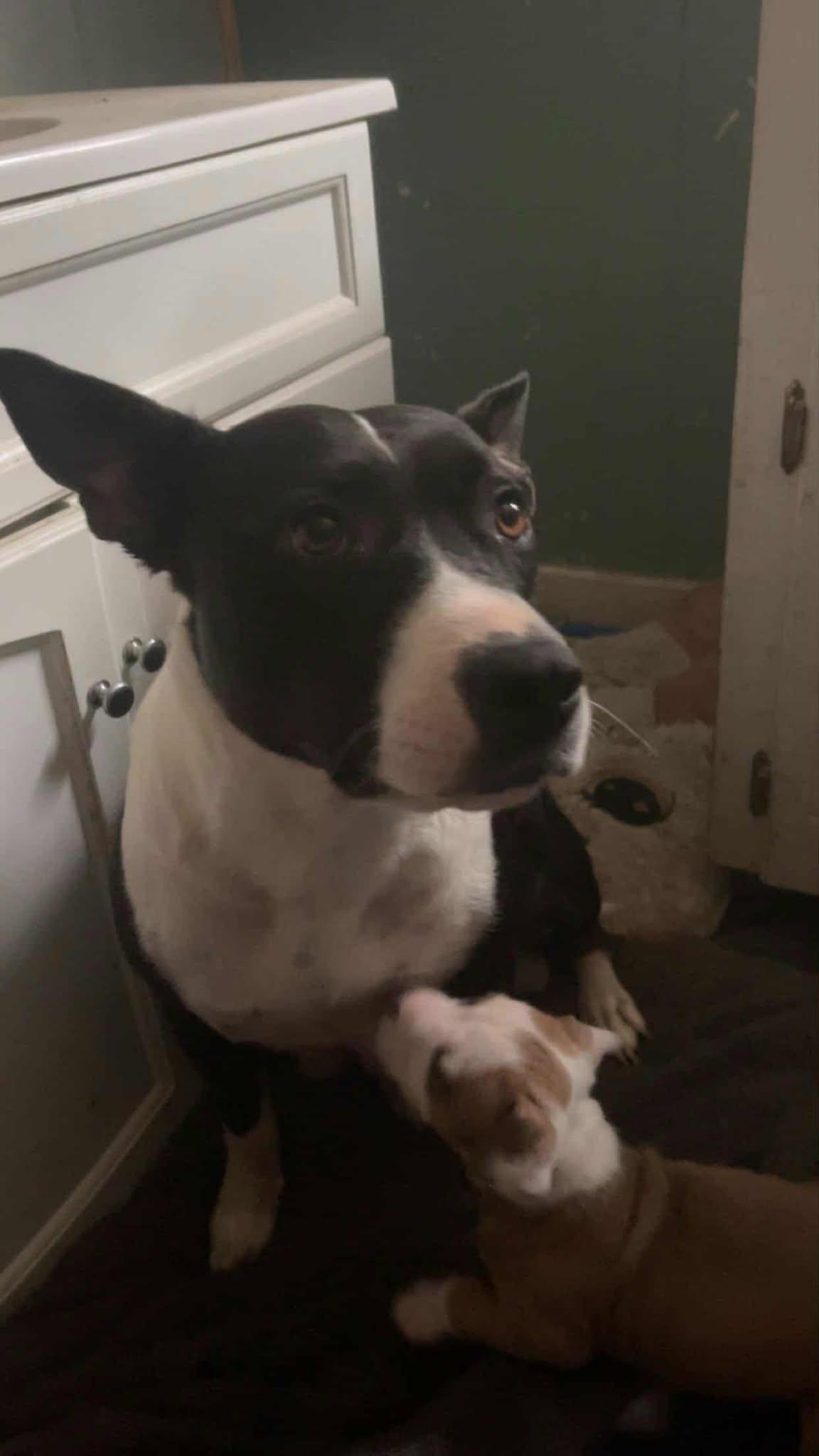 Raisinlucky Litter Mama