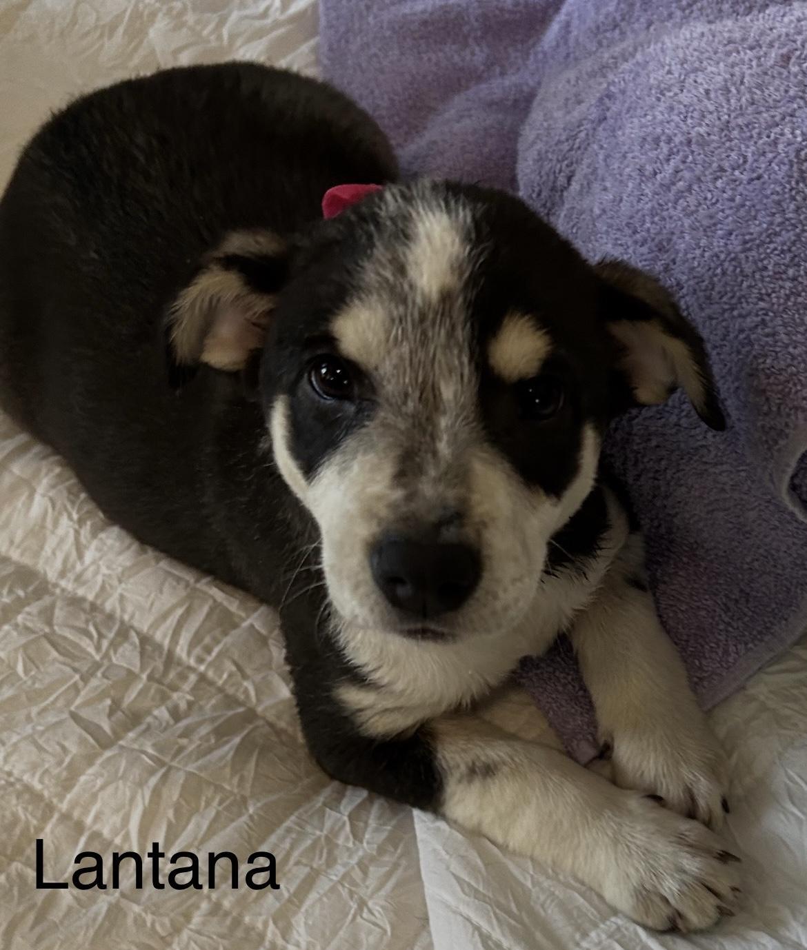 A baby medium-sized female Australian Cattle Dog / Blue Heeler dog named Lantana for adoption in Texarkana, TX