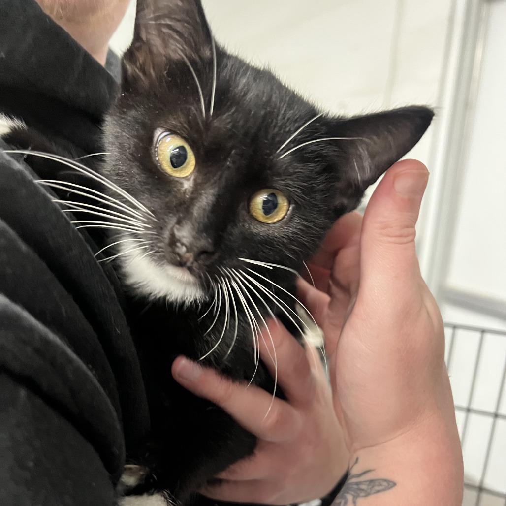 A baby small-sized male Black Domestic Short Hair cat named Otter In Rockville for adoption in Alexandria, VA