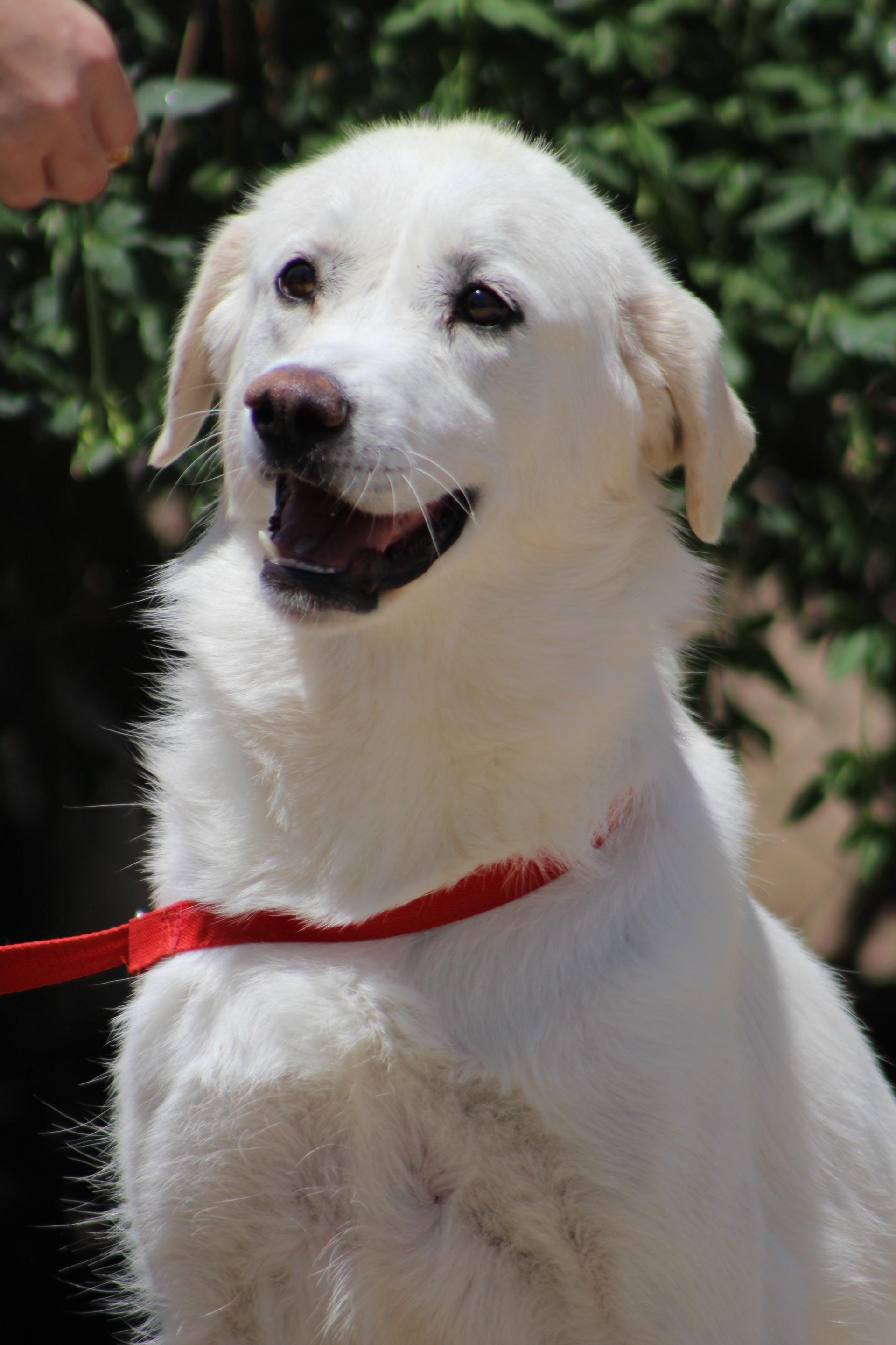 An adult large-sized female White / Cream Great Pyrenees dog named Rain for adoption in San Bernardino, CA