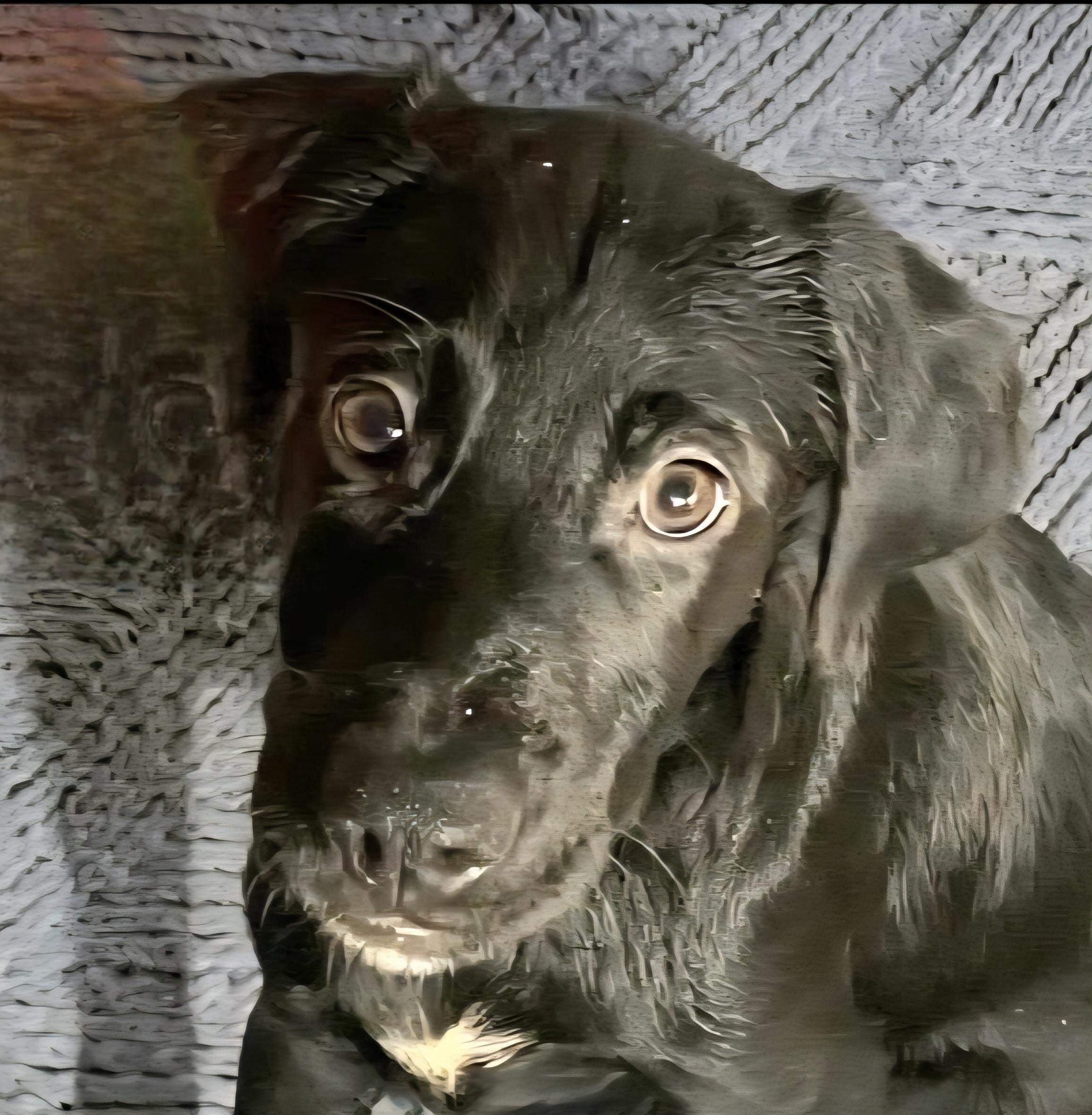 Negrito "let's Bond In