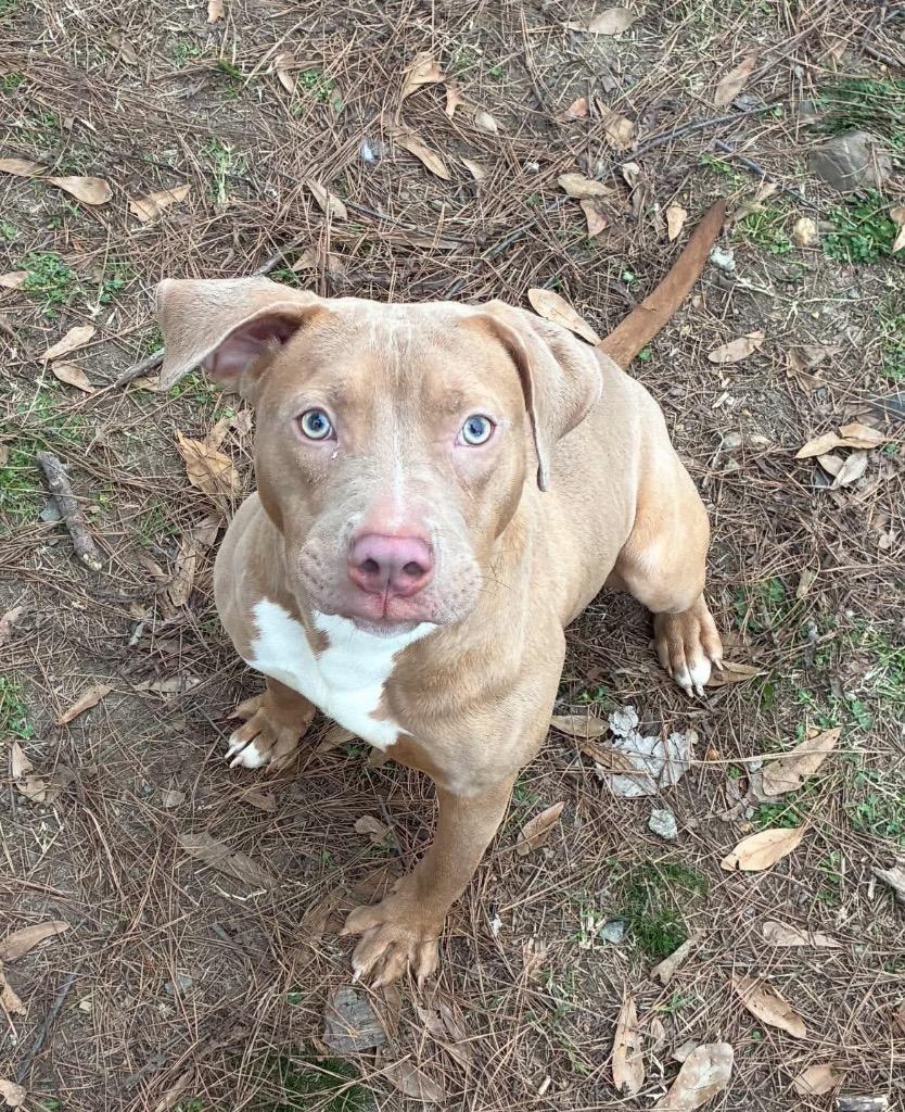 Toasted Marshmallow photo 1