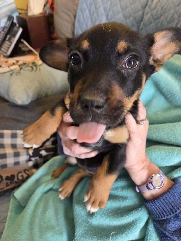 German Cuisine : Bratwurst