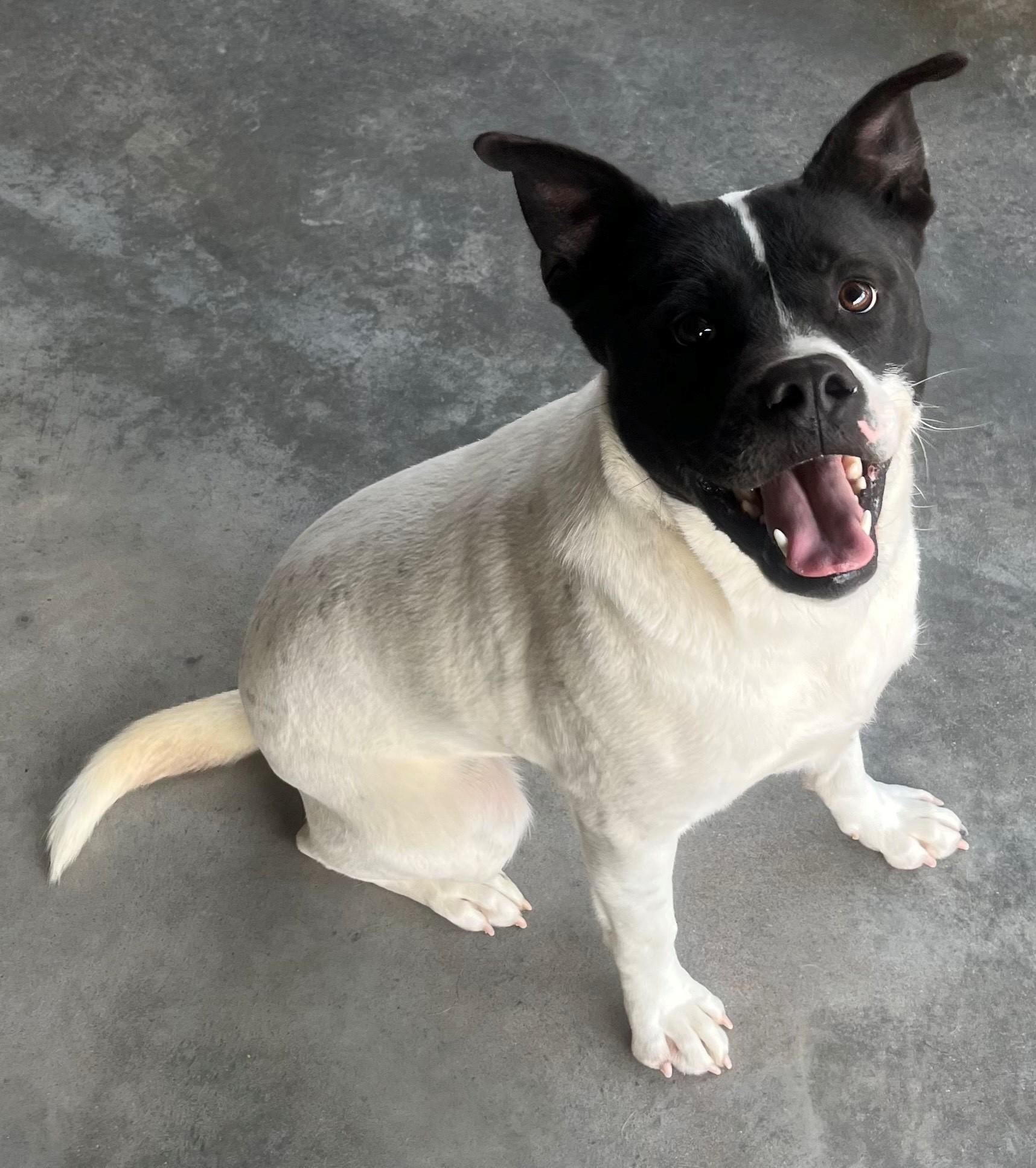 Ozzie Everyone Loves