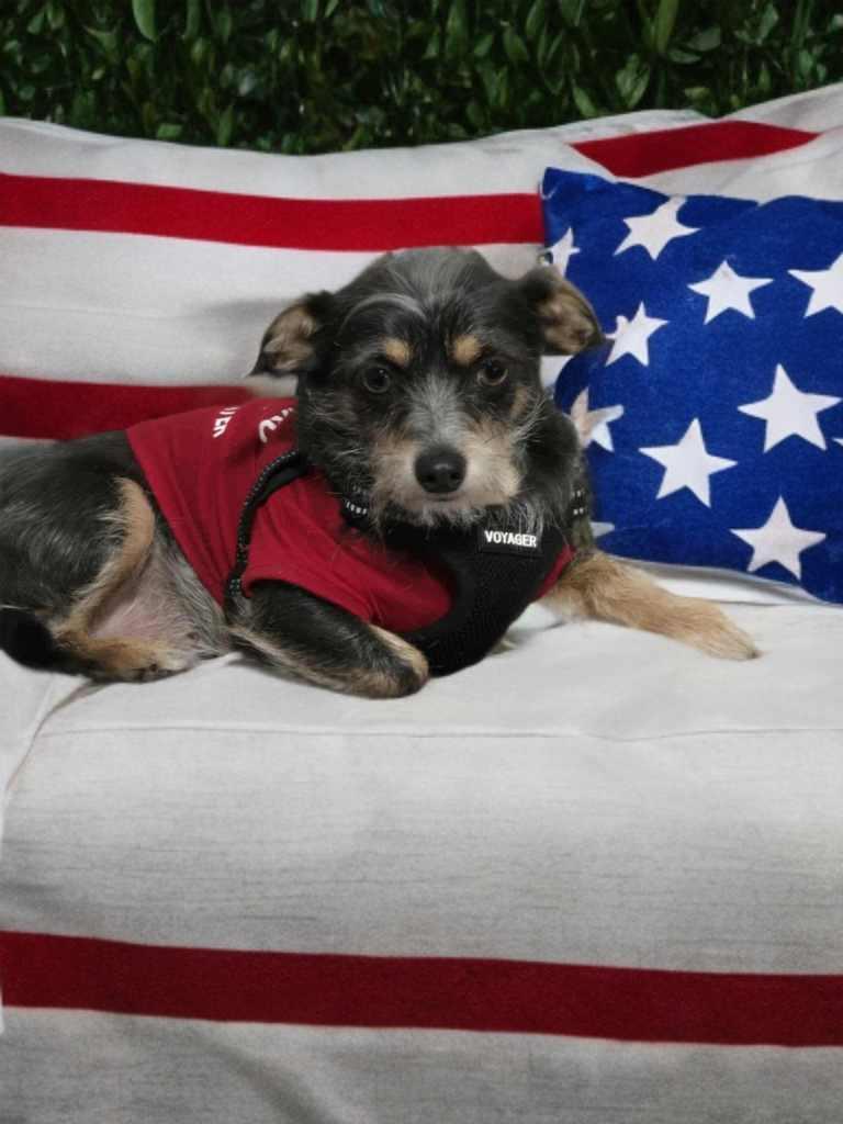 An adult small-sized female Tricolor (Brown, Black, & White) Terrier dog named Sweet Pea for adoption in League City, TX