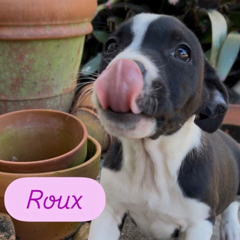 Roux
