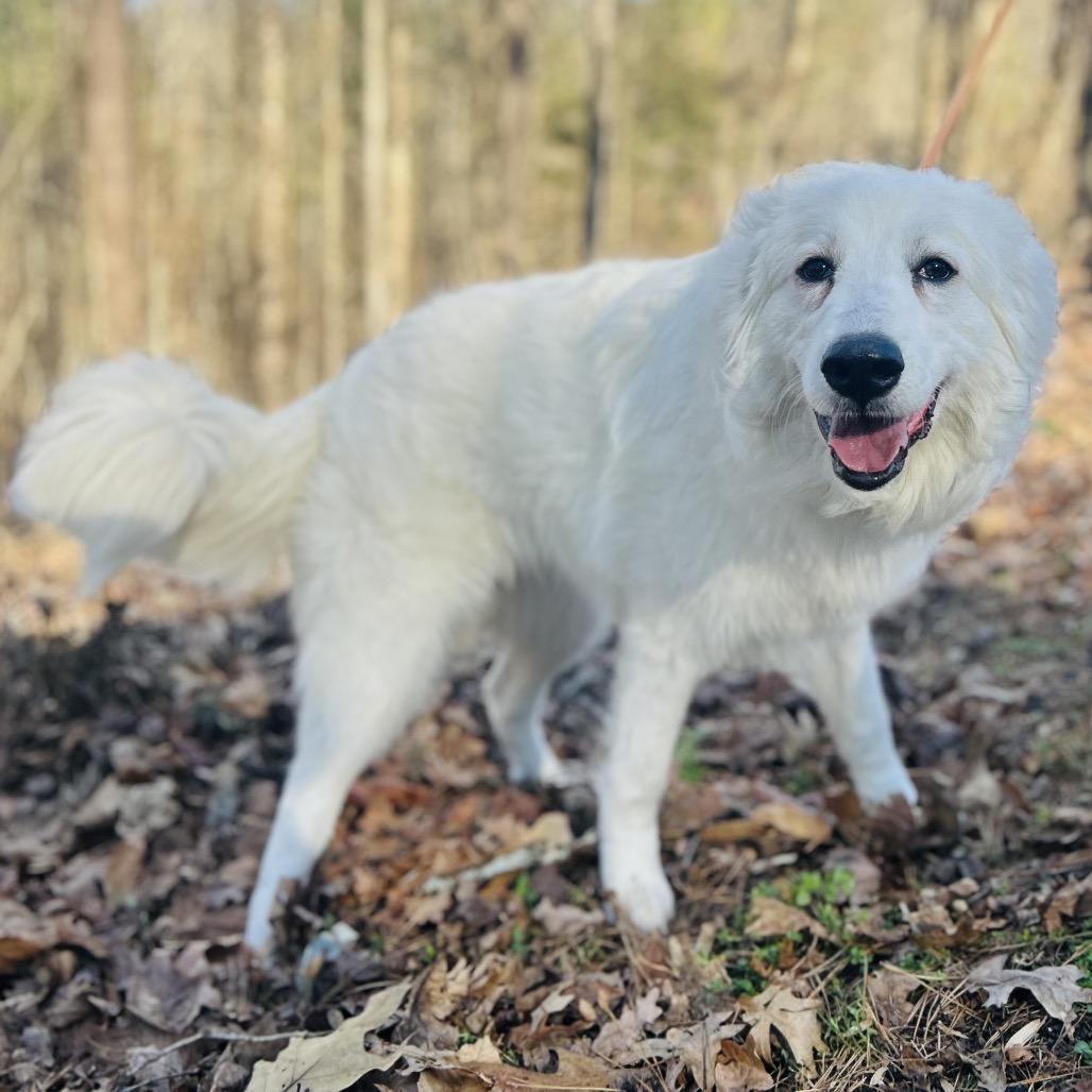A young large-sized female White / Cream Golden Retriever dog named Bianca for adoption in Alexandria, VA